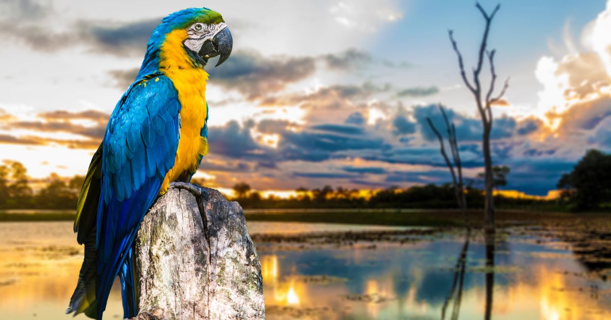 Brazil Digital Nomad